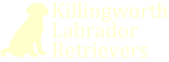 Killingworth Labrador Retrievers